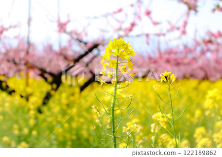Peach orchard and rape blossoms 122189862