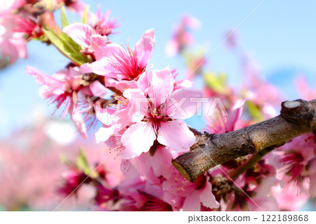 Peach blossoms shining in the blue sky 122189868