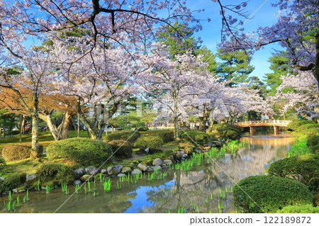 [Ishikawa Prefecture] Hanamibashi Bridge and cherry blossoms in full bloom at Kenrokuen on a clear day 122189872