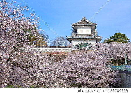 [Ishikawa Prefecture] Kanazawa Castle Ishikawa Gate and cherry blossoms in full bloom on a clear day 122189889