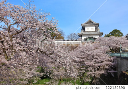 [Ishikawa Prefecture] Kanazawa Castle Ishikawa Gate and cherry blossoms in full bloom on a clear day 122189890