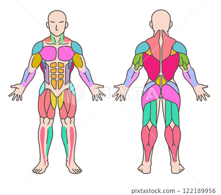 肌肉顏色編碼人體圖全身正面背面 肌肉顏色編碼人體圖全身正面背面 122189956