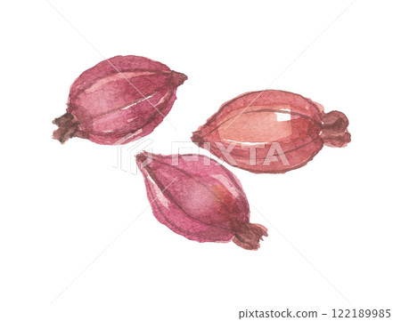 Gardenia fruit painted in watercolor Gardenia fruit painted in watercolor 122189985