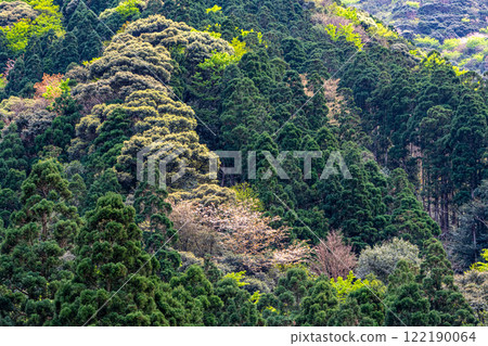 屋久島近海阿爾卑斯山的春天（三月）杉山和美麗的新綠嫩葉和野櫻花 122190064