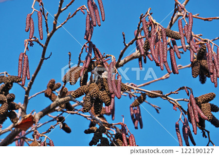 榿木果實、芽和花（雄性和雌性花序）（冬季，一月） 122190127