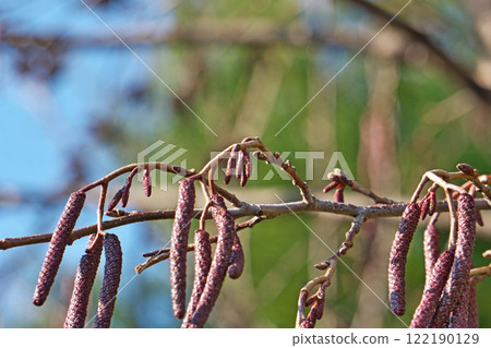 榿木果實、芽和花（雄性和雌性花序）（冬季，一月） 122190129