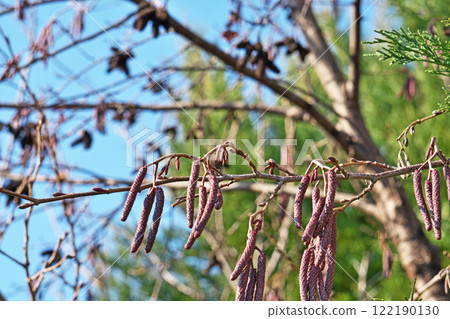 Alder fruit, buds and flowers (male and female inflorescences) (winter, January) 122190130