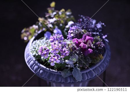 Nemesia and Chrysanthemum Plants Nemesia and Chrysanthemum Plants 122190311