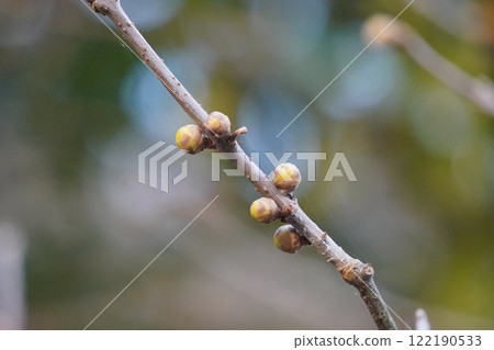 Wintersweet branches and buds in late December 2024 122190533