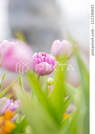 Tulips at Funabashi Andersen Park 122190681