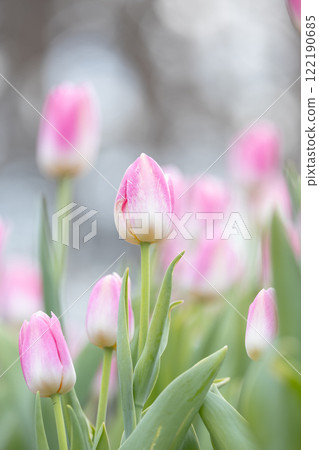 Tulips at Funabashi Andersen Park Tulips at Funabashi Andersen Park 122190685
