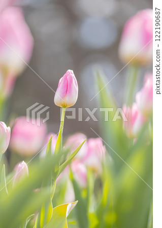 Tulips at Funabashi Andersen Park Tulips at Funabashi Andersen Park 122190687