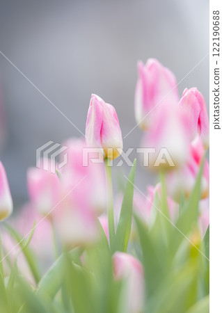Tulips at Funabashi Andersen Park 122190688