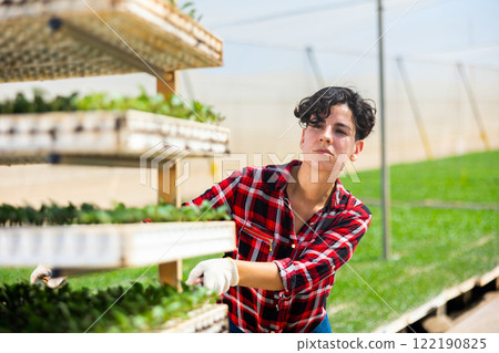 Woman gardener pushing rack with seedling trays 122190825