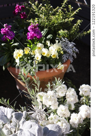 庫存花和盆 庫存花和盆 122191320
