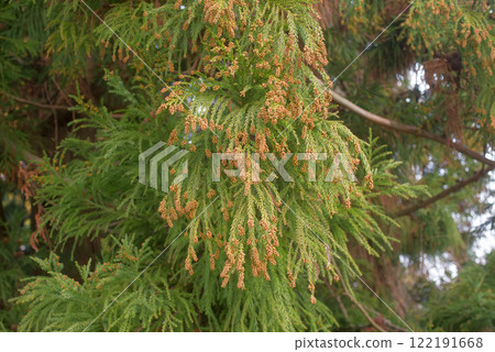 花粉病雪松花粉雪松鮮花 花粉病雪松花粉雪松鮮花 122191668