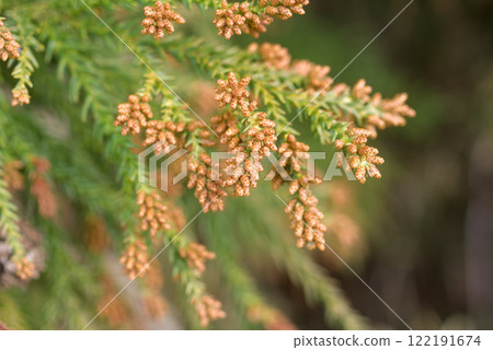 Pollinosis cedar pollen cedar flowers Pollinosis cedar pollen cedar flowers 122191674