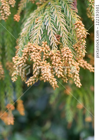 Pollinosis cedar pollen cedar flowers 122191681