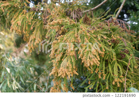 花粉病雪松花粉雪松鮮花 花粉病雪松花粉雪松鮮花 122191690