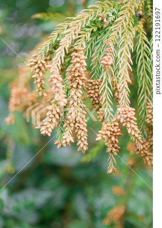 Pollinosis cedar pollen cedar flowers Pollinosis cedar pollen cedar flowers 122191697