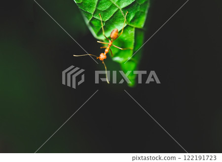 Close up of a red ant on a green leaf in nature at Thailand 122191723