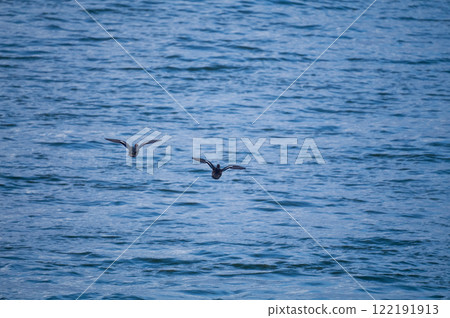 A small duck on the Yasuragi embankment of the Shinano River A small duck on the Yasuragi embankment of the Shinano River 122191913