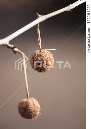 梧桐樹球果 122191931