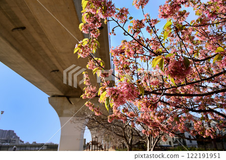 Himalayan cherry blossoms on blue sky 122191951