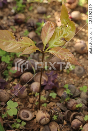 天然植物沖繩浦代橋長約10公分的幼樹。葉子呈現紅色是因為吸收了果實的營養嗎？ 122192129