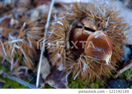 Fallen chestnuts on frosted ground 122192189