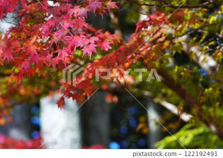 The wonderful scenery of the World Heritage site of Mount Koya - Serpentine Path 122192491
