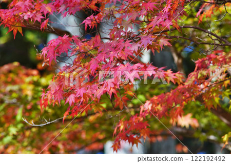 The wonderful scenery of the World Heritage site of Mount Koya - Serpentine Path 122192492