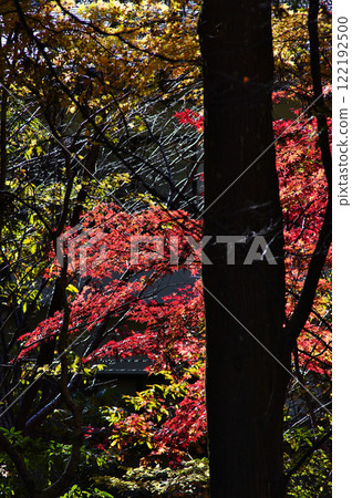 The wonderful scenery of the World Heritage site of Mount Koya - Serpentine Path 122192500