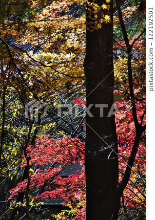 世界遺產高野山的壯麗景色:貝洛斯之路 世界遺產高野山的壯麗景色:貝洛斯之路 122192501