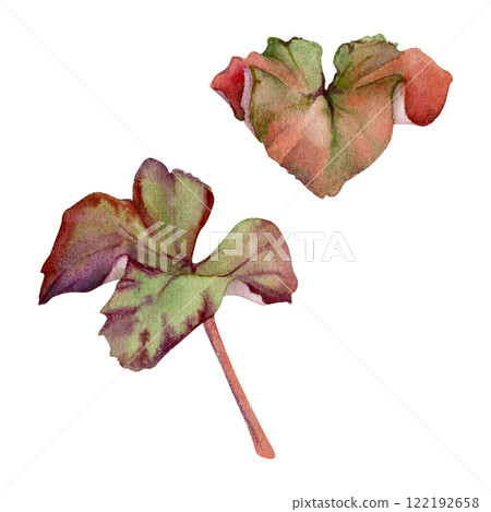 Green leaves of flower, bush tree foliage hand drawn in watercolor, cloudberry alchemilla ladys mantle geranium. Isolated botanical illustration. Wedding florist, scrapbooking decoupage, cosmetics Green leaves of flower, bush tree foliage hand drawn in watercolor, cloudberry alchemilla ladys mantle geranium. Isolated botanical illustration. Wedding florist, scrapbooking decoupage, cosmetics 122192658