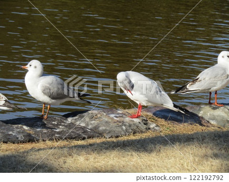 Winter migratory bird, black-headed gull, at Hamanoike Pond in Inage Seaside Park Winter migratory bird, black-headed gull, at Hamanoike Pond in Inage Seaside Park 122192792