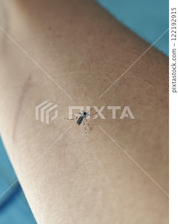 Aedes Mosquito on Human Skin Close-up 122192915