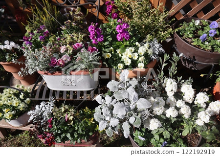 Winter flower planting & potting 122192919
