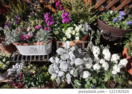 冬季花卉種植和盆栽 冬季花卉種植和盆栽 122192920