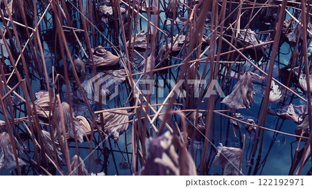 Lotus pond in winter 122192971