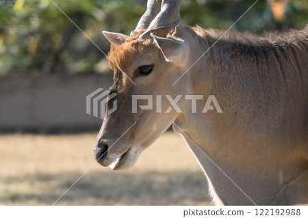 Animals of Zoorasia: Eland 122192988