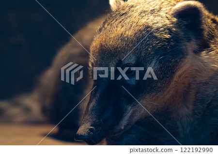 Zoorasia 動物 眼鏡熊 122192990