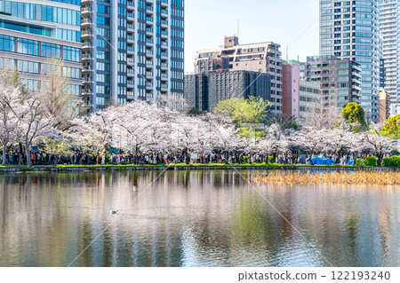 [Tokyo] Cherry blossoms in full bloom at Shinobazu Pond in Ueno Park 122193240