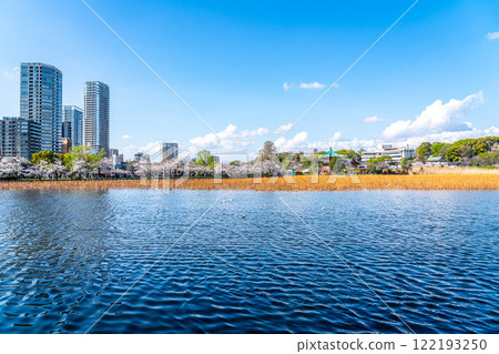 [東京] 上野公園不忍池櫻花盛開 122193250