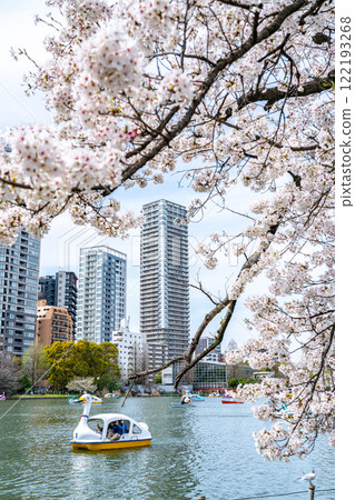 [Tokyo] Cherry blossoms in full bloom at Shinobazu Pond in Ueno Park 122193268