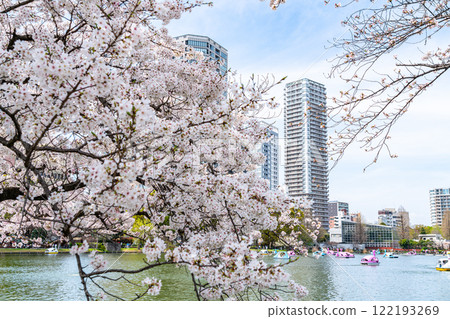 [Tokyo] Cherry blossoms in full bloom at Shinobazu Pond in Ueno Park 122193269