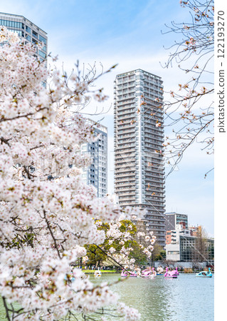 [Tokyo] Cherry blossoms in full bloom at Shinobazu Pond in Ueno Park 122193270