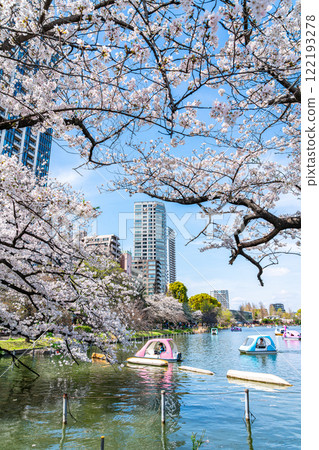 [Tokyo] Cherry blossoms in full bloom at Shinobazu Pond in Ueno Park 122193278