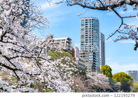 [Tokyo] Cherry blossoms in full bloom at Shinobazu Pond in Ueno Park 122193279