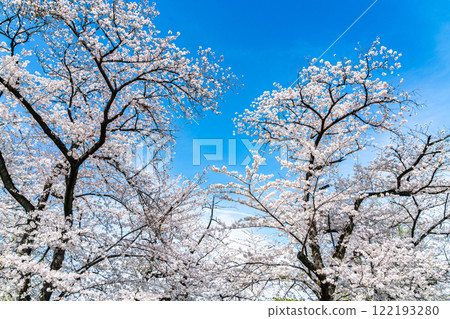 [Tokyo] Cherry blossoms in full bloom at Shinobazu Pond in Ueno Park 122193280